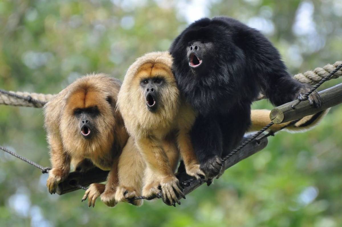 The Diffrent Monkeys of Costa Rica
